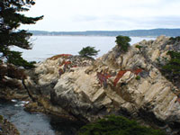 Point Lobos Scenery