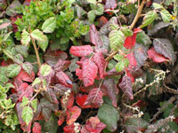 The dreaded Poison Oak