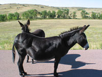 This donkey wouldnt even move out of the road