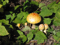These were prolly the coolest shrooms ive seen all trip