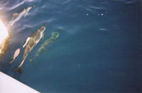 Spinner Dolphins off the bow