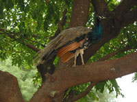 Peacocks run free at the Garden
