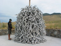 Elk antlers at the National Bison Range