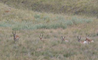 The elusive Prong horns just sitting along the side in the National Bison Range