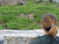 They were pretty friendly critters