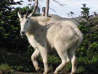 The cool mountain goats