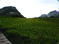 Even though they had nice mountains - the meadows were beautiful as well