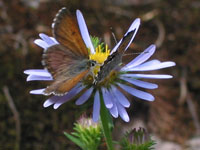 Two butterflies at the local bulb