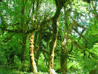 The Hoh Rain Forest
