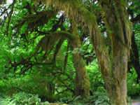 The Hoh Rain Forest