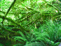 The Hoh Rain Forest