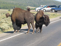 Bison Traffic Jam