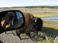 Damn those things are huge - just roaming free
