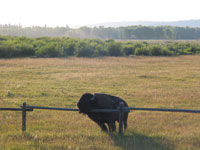 Da Bull getting his scratch on