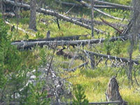 A Moose - The first time i've ever seen a moose